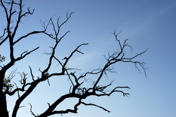 Silhouette of a dead tree against a blue sky. Outline of bare branches and branches. Dark vision of the earth. Ecology.