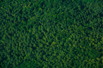 Green aerial top view forest. Evergreen spruce pattern