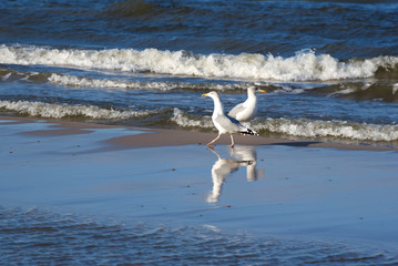 Two gulls are walking along the sandy beach between the waves on the Baltic Sea