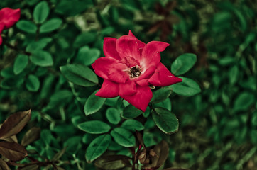 red flower in the garden