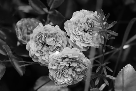 Rose buds in the garden black and white photo.