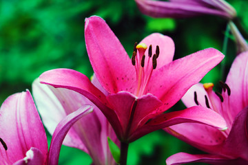red big lilies on green plants background.