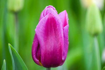 Pink Tulip after rain. The closed petals of a Tulip with rain drops on a green background. Transparent drops on pink petals. 