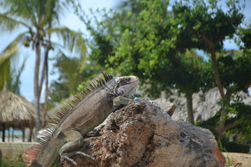 iguana