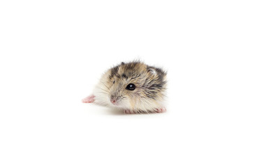 little hamster on a white background