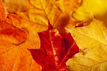 Naklejka na ściany i meble bunte Herbstblätter in herrlichen Farben