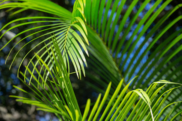 Obraz na płótnie Canvas Green palm leaf, in Florida