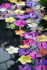 Colorful orchid petals floating in the water, Amsterdam, Netherlands