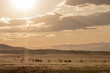 Fototapeta na wymiar Wild Horses in Autumn in the Utah Desert