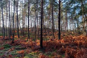 Ferns and pine trees  in Fontainebleau forest