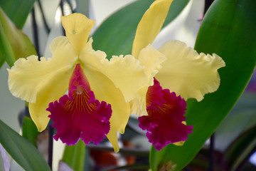 Fototapeta na wymiar Yellow and red cattleya orchid. Close up in Amsterdam, Netherlands.