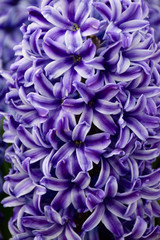 Close up of Purple Hyacinth flower, (Hyacinthus orientalis), Amsterdam, Netherlands.