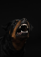 Angry dog with open mouth. Pet catches food. Rottweiler snarls - obrazy, fototapety, plakaty