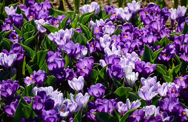 Spring purple flowers blooming. Dutch crocus in the garden. Amsterdam, Netherlands.
