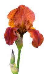 Gordijnen Orange iris flower on white isolated background_ © Volodymyr