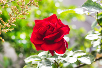 Red rose among leaves in sunny weather_