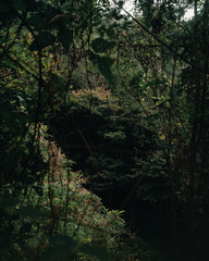 morning in the forest