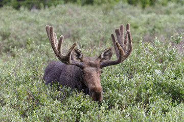 Shiras Moose in Colorado. Shiras are the smallest species of Moose in North America