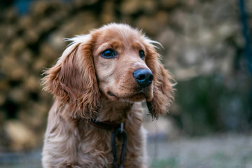 Dog breed cocker spaniel closeup on blurred background_