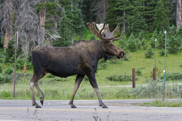 Fototapeta premium Shiras Moose in Colorado. Shiras are the smallest species of Moose in North America