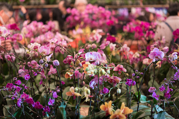 Flower Market in Mongkok, Chinese New Year celebration in Hong Kong