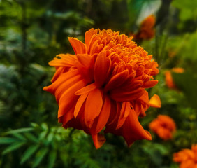 beautiful orange Tagetes Marigolds Flower