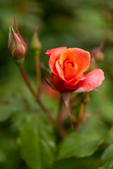 Rose au Jardins de Valloires