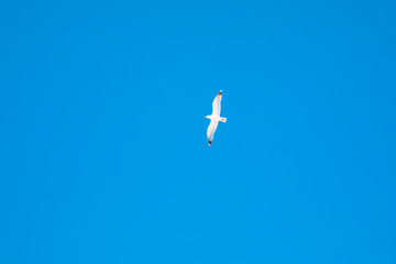 Naklejka na ściany i meble Bird in blue sky