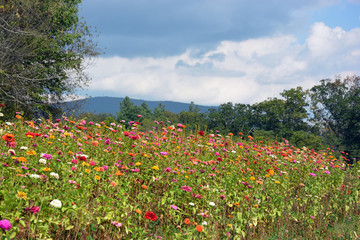 mountain landscape wildflowers
