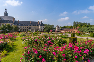 Fototapeta na wymiar roseraie des Jardins de Valloires