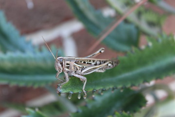 grasshopper on plant