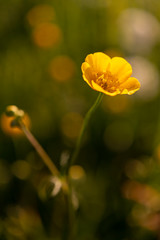 Bouton d'or (Renoncule rampante, Ranunculus repens, Renonculacées)