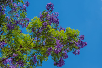 Blossoming Jacarandas in Buenos Aires, Argentina