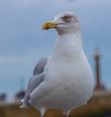 Seagull standing proud