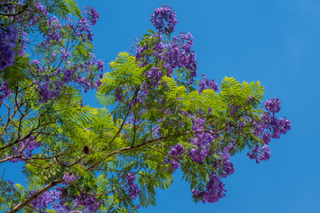 Blossoming Jacarandas in Buenos Aires, Argentina