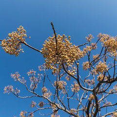 Melia azedarach. tree . Sky background.  