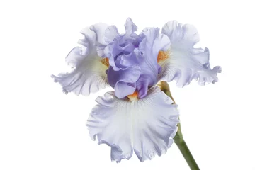 Poster Im Rahmen Blaue Irisblume lokalisiert auf einem weißen Hintergrund. © ksi