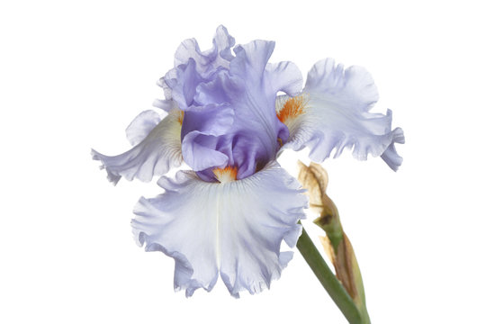 Blue iris flower Isolated on a white background.