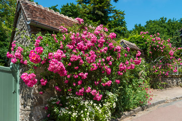 Fototapeta na wymiar Le village de Gerberoy dans l'Oise, lorsque les rosiers sont fleuris.