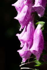 roter Fingerhut im Morgentau, Digitalis