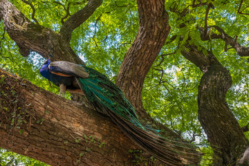 Fototapeta premium Indian peafowl (Pavo cristatus), also known as the common peafowl, and blue peafowl, native to the Indian subcontinent but introduced to many other countries.