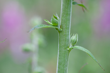 Blütenstamm des roten Fingerhutes, Digitalis