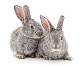 Two small rabbits.