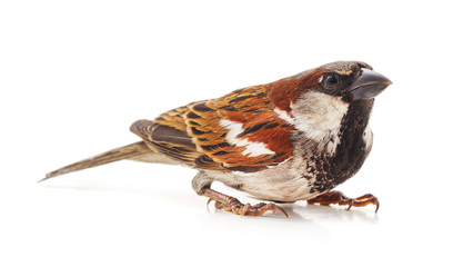 One little sparrow.