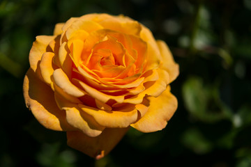 Rose de Picardie
