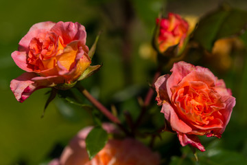 Rose de Picardie