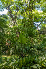 Obraz premium Subtropical forest, botanical gardens in the Palermo district of Buenos Aires, Argentina