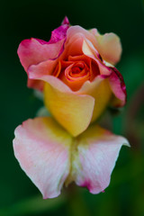 Rose de Picardie