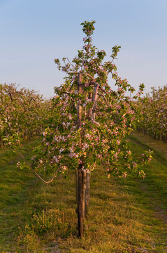 Pommiers en fleurs dans les vergers de Vron