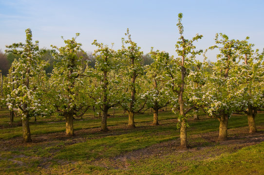 Poiriers en fleurs dans les vergers de Vron